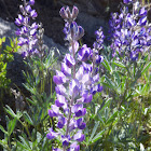 Hairy Bigleaf Lupine