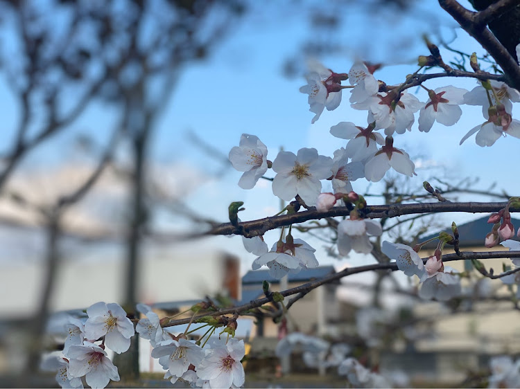 レヴォーグの超カミカゼ4・桜満開・屋外RUNは気持ちイイに関するカスタム事例の投稿画像2枚目