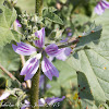 Common Mallow