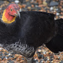 Australian Brush Turkey