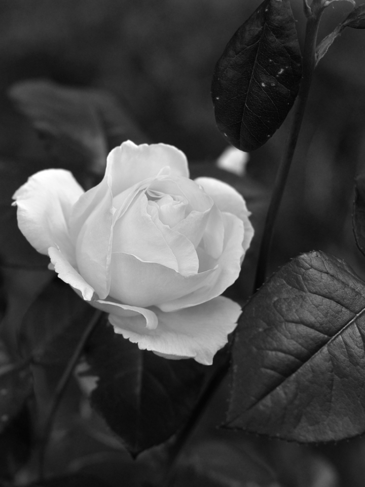 Una rosa per te... di leonardo valeriano