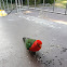 Australian king parrot