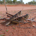 Spur-throated Locust