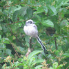 Long-tailed Tit