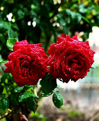 Rose rosse per te  di Gingi_