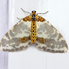 Pale-Clouded Magpie