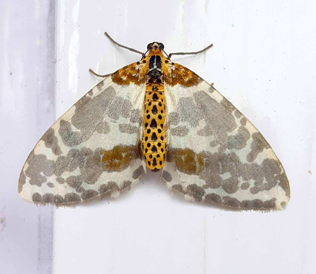 Pale-Clouded Magpie