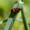 Black-and-red Froghopper