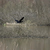 European shag