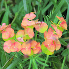 Cypress spurge