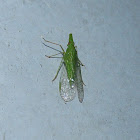 Plant Hopper