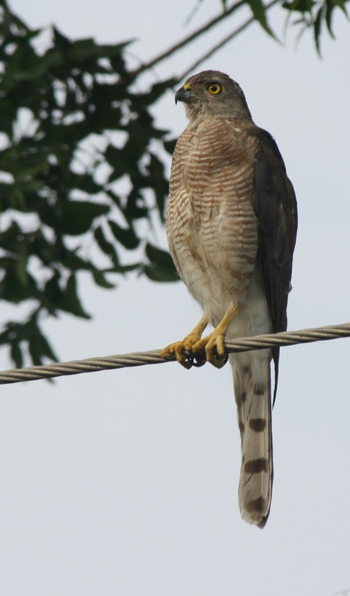 Shikra(Adult Female)