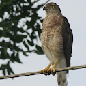 Shikra(Adult Female)