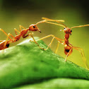 Weaver Ant