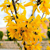 Forsythia