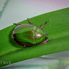 Green Rutelid Beetle