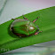 Green Rutelid Beetle