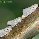 Citrus Flatid Planthopper