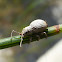 Oriental Broad-nosed Weevil