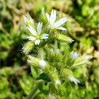 Sticky mouse-ear chickweed  (Κεράστιο το συμπαγές)