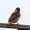 House Sparrow; Gorrion Común