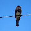 Black Phoebe