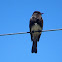 Black Phoebe