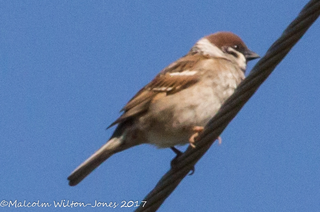 Tree Sparrow; Gorrión Molinero