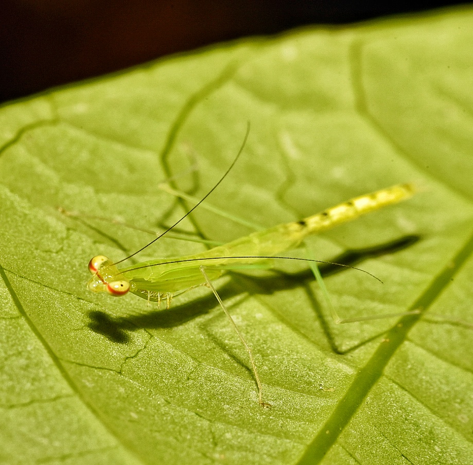 Praying Mantis