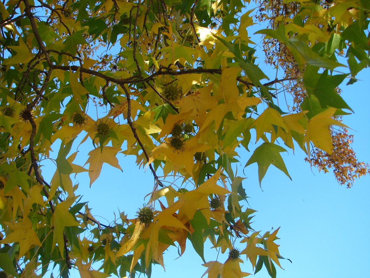 sweet gum tree