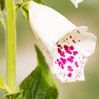 Foxglove