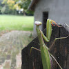 European Mantis