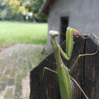 European Mantis