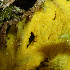 Slime Mold