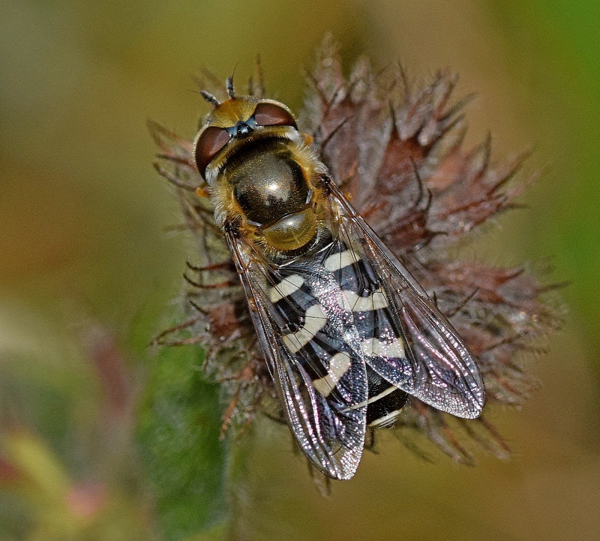 Pied Hoverfly