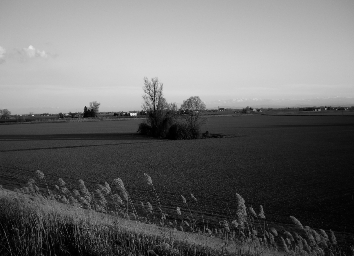 Campagna d'emilia di bluebird