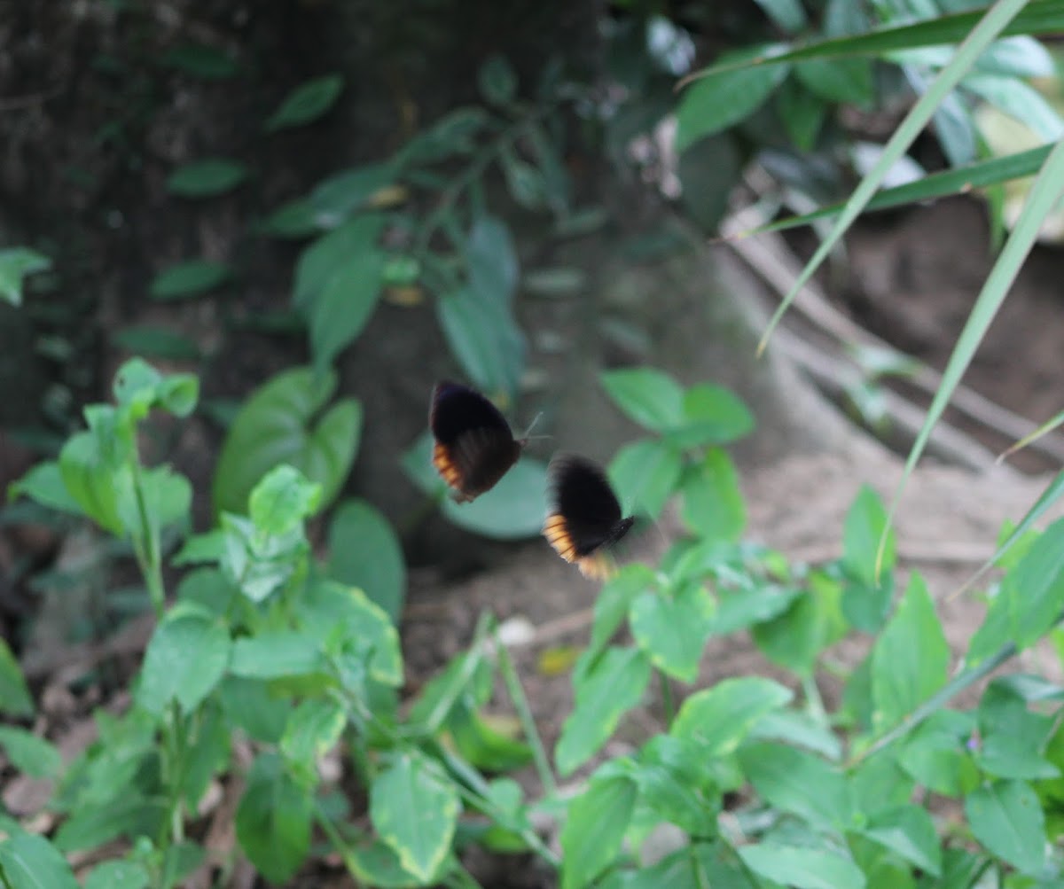 Common Palmfly (Male)