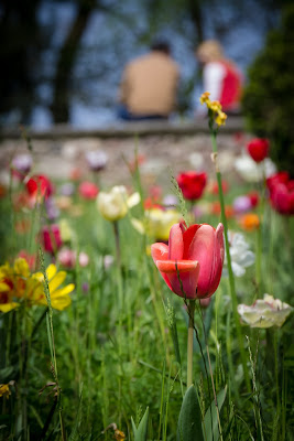 Tulipani di GabrielMunoz