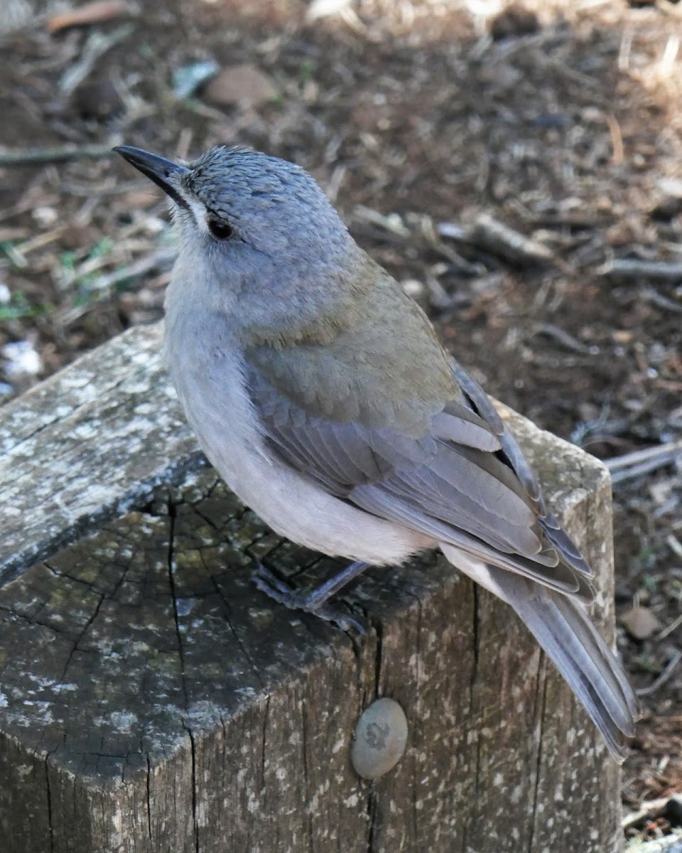 Grey Shrike-thrush