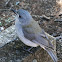 Grey Shrike-thrush