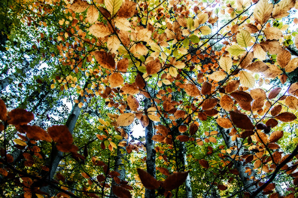 Le meraviglie del Bosco di gattopisa