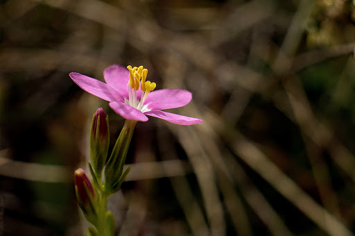 Centaurium pulchellum