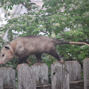 opossum