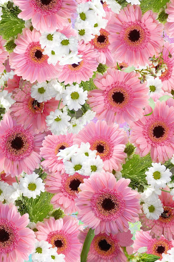 Flowers Wallpaper HD  backgrounds  themes