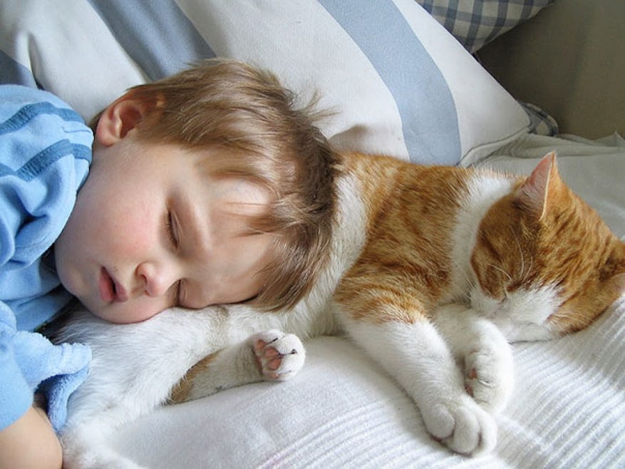 Cutest Photos Ever That Will Make You Get a Cat Friend for Your Baby