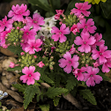 Pink Verbena