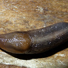 Tree Slug