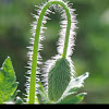 Corn Poppy buds