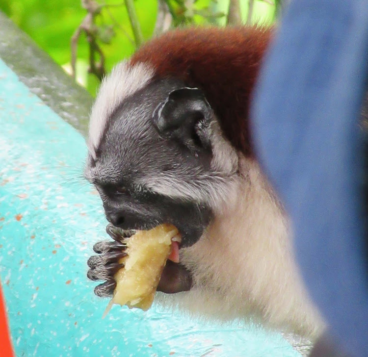 A Tamarin or titi monkey enjoys a treat after hopping onto our boat at Monkey Island in Panama. 