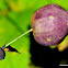 bladder campion or maidenstears